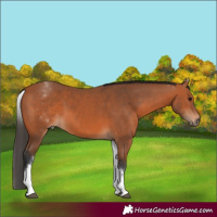 Horse Color:White Spotted Bay 