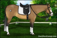 Horse Color:Bay Dun Splash