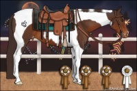 Horse Color:Liver Chestnut Tobiano Appaloosa