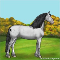 Horse Color:Classic Champagne Chinchilla Dun 