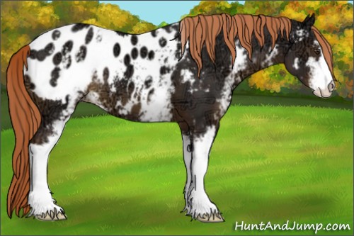 Horse Color:White Spotted Liver Chestnut Ice Sabino Appaloosa 
