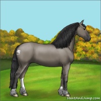 Horse Color:Grullo 