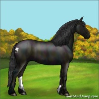 Horse Color:Midnight Grullo