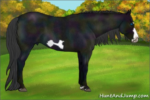 Horse Color:Midnight Blue Roan Frame 