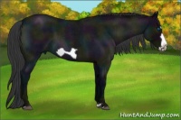 Horse Color:Midnight Blue Roan Frame 