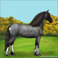Horse Color:White Spotted Midnight Smoky Blue Roan 