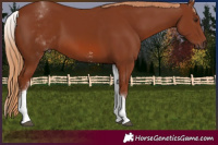 Horse Color:White Spotted Chestnut Sabino
