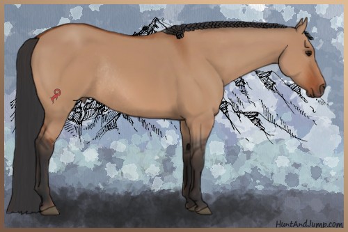 Horse Color:Bay Dun Rabicano 