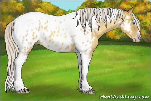 Horse Color:Gray Silver Amber Cream Champagne Roan Dun Splash Tobiano Frame Appaloosa Rabicano 