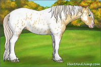 Horse Color:Gray Silver Amber Cream Champagne Roan Dun Splash Tobiano Frame Appaloosa Rabicano 