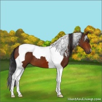 Horse Color:Bay Tobiano 