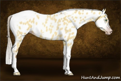 Horse Color:Gray Silver Amber Cream Champagne Roan Dun Splash Tobiano Frame Appaloosa Rabicano 