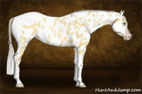 Horse Color:Gray Silver Amber Cream Champagne Roan Dun Splash Tobiano Frame Appaloosa Rabicano 