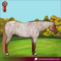 Horse Color:Gray Red Roan 