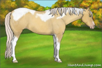 Horse Color:Gray Silver Amber Cream Champagne Roan Dun Splash Tobiano Frame Appaloosa Rabicano 