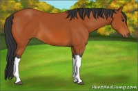 Horse Color:Bay 