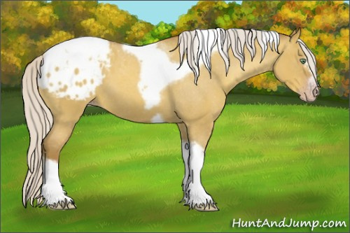Horse Color:Gray Silver Amber Cream Champagne Roan Dun Splash Tobiano Frame Appaloosa Rabicano 