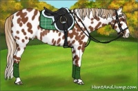 Horse Color:Chestnut Appaloosa Rabicano