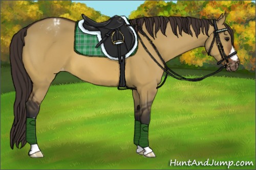 Horse Color:Bay Dun Appaloosa 