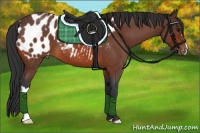 Horse Color:Bay Roan Appaloosa 