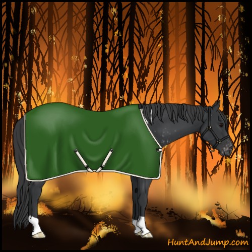 Horse Color:Black Near Leopard
