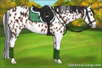 Horse Color:Brown Splash Appaloosa 