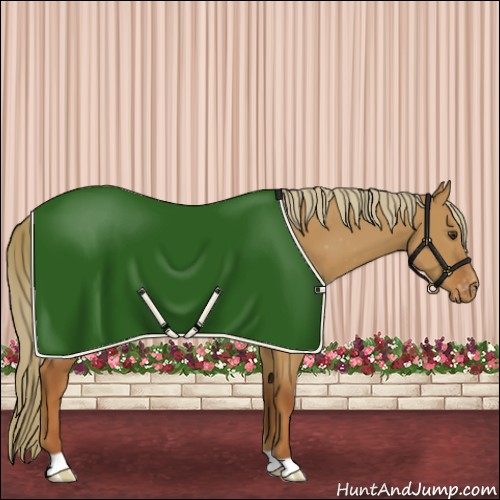 Horse Color:Red Dun Appaloosa 