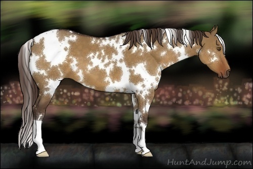 Horse Color:White Spotted Liver Red Dun