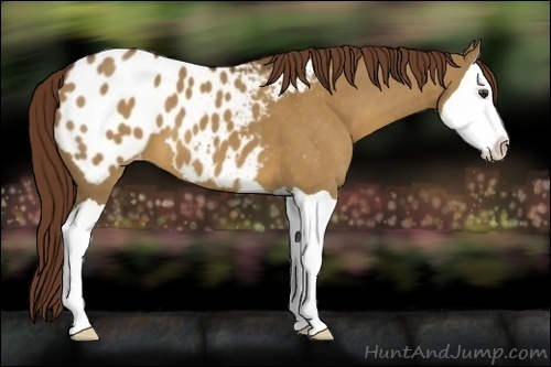 Horse Color:Liver Red Dun Splash Appaloosa 