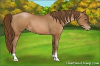 Horse Color:Bay Pearl 