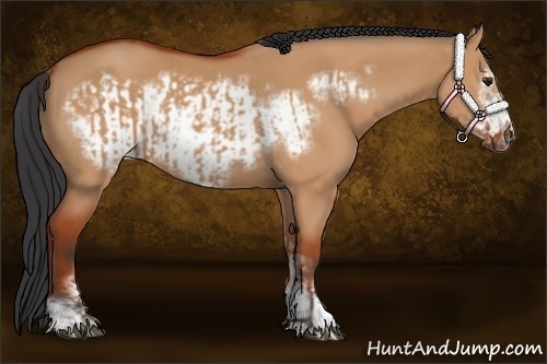 Horse Color:Bay Dun Sabino Rabicano and Bay Dun Sabino Frame Rabicano