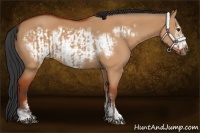 Horse Color:Bay Dun Sabino Rabicano and Bay Dun Sabino Frame Rabicano