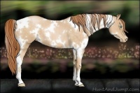 Horse Color:White Spotted Buckskin Pearl 