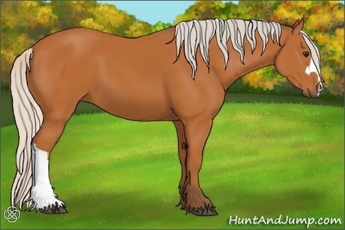 Horse Color:Silver Bay 