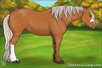 Horse Color:Silver Bay 