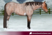 Horse Color:Bay Roan Tobiano