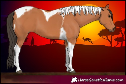 Horse Color:Bay Tobiano 