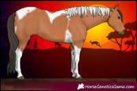 Horse Color:Bay Tobiano 