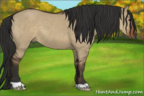 Horse Color:Liver Red Dun