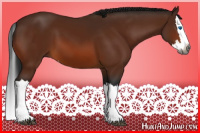 Horse Color:Gray Bay Splash 