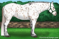 Horse Color:Brown Dun Near Leopard 