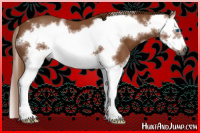 Horse Color:Gray Red Roan Splash Frame 