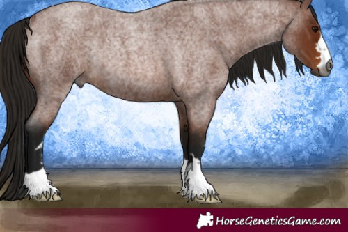 Horse Color:Gray Bay Roan Rabicano 