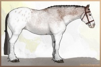 Horse Color:White Spotted Bay Appaloosa