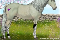 Horse Color:Watercolor Palomino 