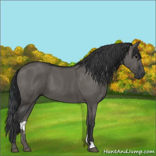 Horse Color:Grullo 