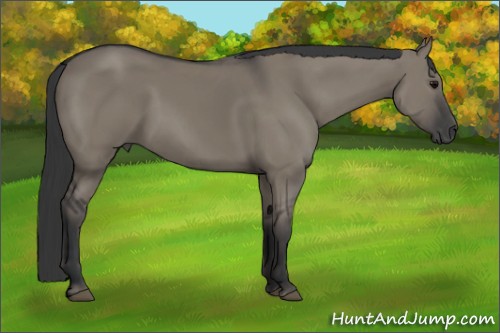 Horse Color:Grullo