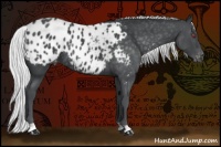 Horse Color:Silver Blue Chinchilla Roan Appaloosa