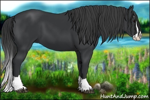 Horse Color:Black Splash 