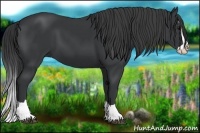 Horse Color:Black Splash